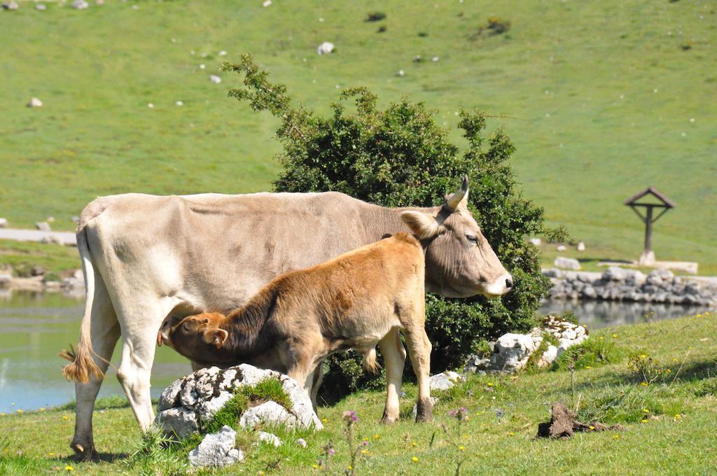 Casa Rural La Riba Sames Buitenkant foto
