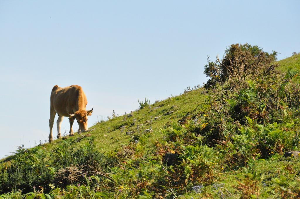 Casa Rural La Riba Sames Buitenkant foto